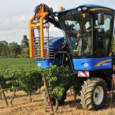 pre-taillage des vignes société fuentes à Laurens