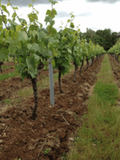travaux du sol vignes herault