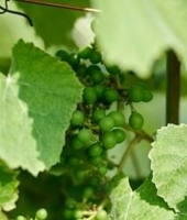 ebourgeonnage et amendement de vos vignes sarl fuentes à laurens
