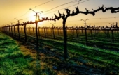 desherbage et interceps vigne et domaine viticoles